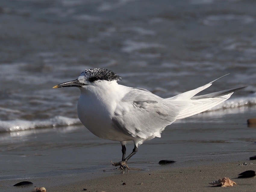 Beccapesci (Thalasseus sandvicensis)